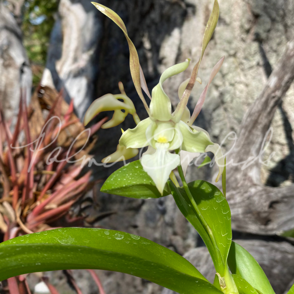 Den. Kranji Little Egret — Palmer Orchids
